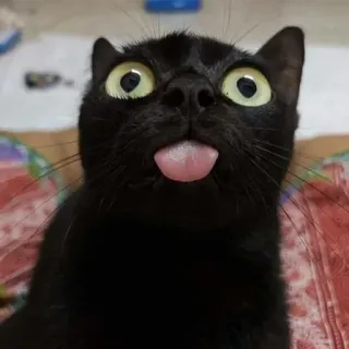 😛 kot, czarny kot, wystawia język, śmieszne, zwierzę telegram sticker