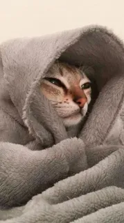 🍥 gato, cobertor, fofo, animal, animal de estimação, sonolento telegram sticker