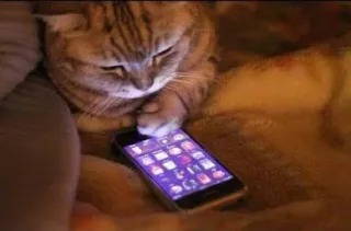 📱 gato, smartphone, animal, tecnologia, animal de estimação, gato doméstico whatsapp sticker