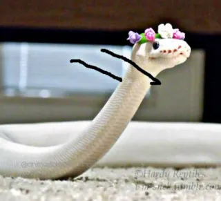 😎 schlange, reptil, haustier, tier, süß, weiß whatsapp sticker
