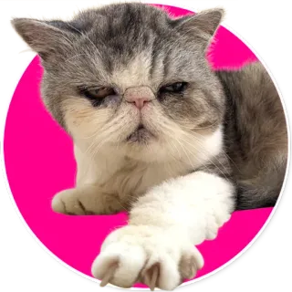 🖕 gato, animal de estimação, animal, adesivo, exotic shorthair, fofo telegram sticker