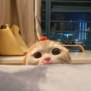 😺 gato, fofo, animal, animal de estimação, gatinho whatsapp sticker