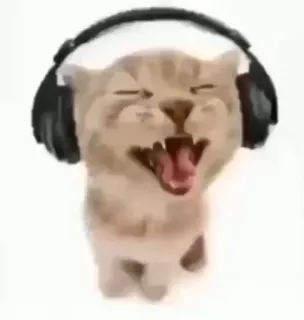 👾 Katze, Kopfhörer, Meme, lustig, süß, Tier telegram sticker