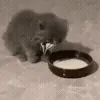 🐱