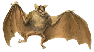 🦇 pipistrello, animale, fauna selvatica, creatura, mammifero volante whatsapp sticker