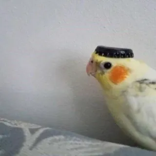 🦜 bird, cockatiel, animal, cute, pet whatsapp sticker
