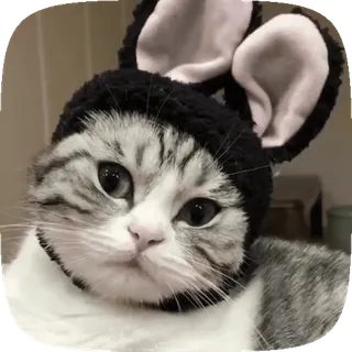 🥴 猫, 動物, うさ耳, 帽子, かわいい, ペット telegram sticker