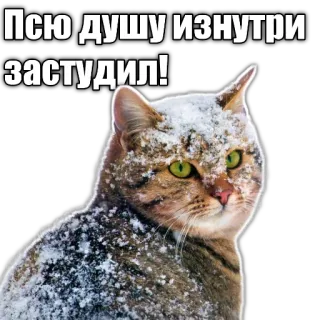 🥶 Псю душу изнутри застудил! cat, snow, animal, meme, russian telegram sticker