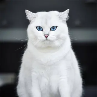 😐 gato, gato branco, olhos azuis, animal, animal doméstico, animal de estimação, felino telegram sticker