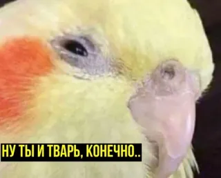 🤨 НУ ТЫ И ТВАРЬ, КОНЕЧНО.. นกแก้ว, นก, สัตว์, หยาบคาย telegram sticker