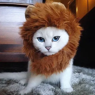 🐆 gato, leão, animal de estimação, animal, engraçado, fofo, peludo telegram sticker