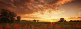 😏 sunset, poppy, field, flowers, nature, landscape, golden hour, scenery telegram sticker