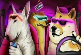 🚗 XIMO doge, meme, dog, glasses, animal, humor telegram sticker