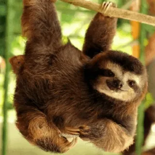💤 Faultier, Tier, süß, hängend, Baum, Wildtier telegram sticker