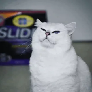 🌝 gato, gato branco, animal, animal de estimação, fofo, engraçado whatsapp sticker