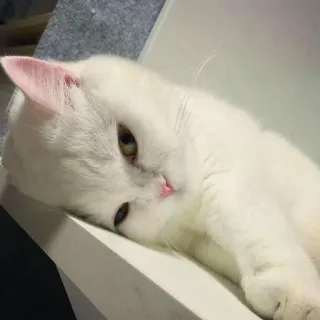 🐱 кот, домашнее животное, животное, белый, домашний, кошачий telegram sticker