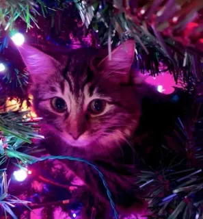 🤩 cat, Christmas tree, animal, pet, holiday, kitten, cute telegram sticker