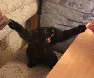 🐱 chat, chat noir, chat en colère, animal, animal de compagnie, drôle, mème telegram sticker