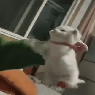🐈 кот, котенок, борьба, животные, питомец, игривый whatsapp sticker