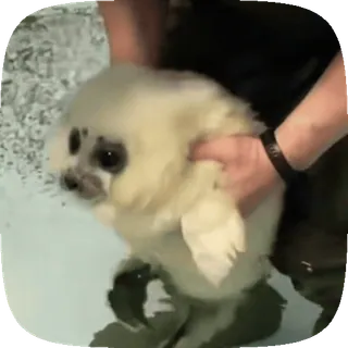 🦭 foka, zwierzę, słodki, dzika przyroda, mała foka, ssak morski telegram sticker