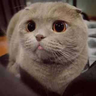 🤍 gatto, scottish fold, animale, animale domestico, carino, occhi telegram sticker