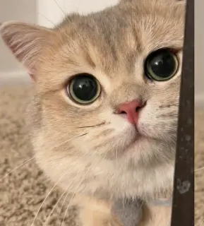 🥺 gatto, carino, animale, occhi, gattino, animale domestico telegram sticker