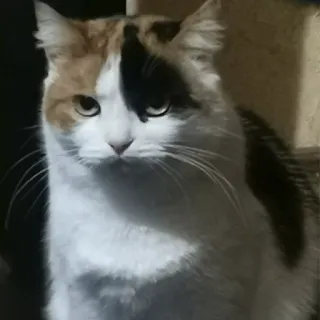 😺 cat, calico cat, domestic animal, pet, feline, mammal, animal portrait telegram sticker