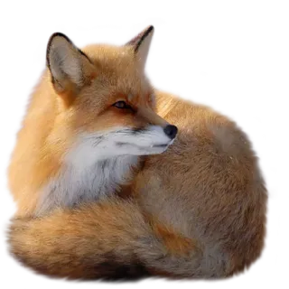 💤 fox, animal, wildlife, nature, mammal, red fox telegram sticker