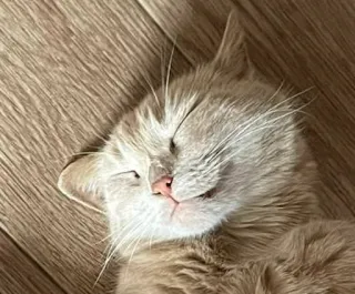 ☺️ gato, durmiendo, mascota, animal doméstico, felino, lindo, acogedor telegram sticker