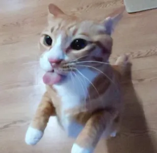 🌟 Katze, orange Katze, Haustier, Tier, Haustier, Zunge raus, lustig, süß telegram sticker