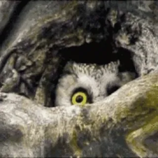 🦉 cú mèo, thiên nhiên, động vật, động vật hoang dã, chim telegram sticker