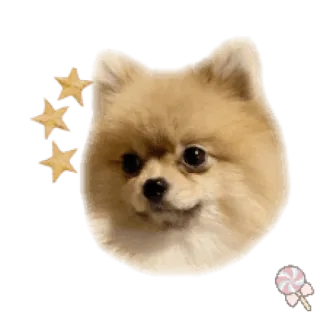 🐶 собака, милый, померанский шпиц, питомец, щенок telegram sticker