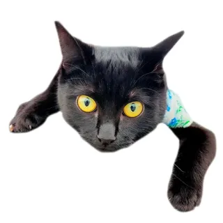 😐 gato, gato negro, animal, mascota telegram sticker