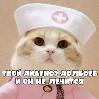 😺 ТВОЙ ДИАГНОЗ ДОЛБОЕБ И ОН НЕ ЛЕЧИТСЯ кот, медсестра, русский, оскорбление, мем telegram sticker