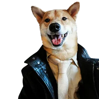 😘 perro, chaqueta de cuero, corbata, animal, lindo, shiba inu telegram sticker