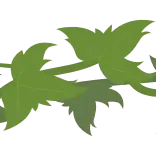🌿