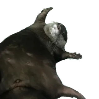🍞 выдра, животное, милый, млекопитающее, дикая природа telegram sticker