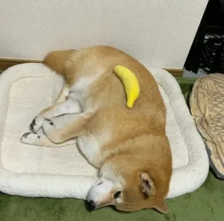 🍌 hond, shiba inu, banaan, huisdier, dier, schattig, slapen telegram sticker