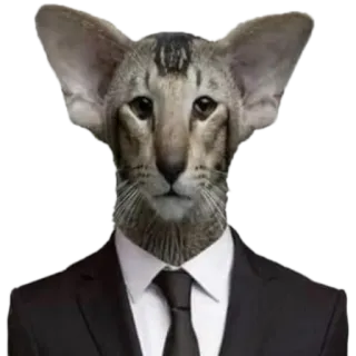👨‍⚖️ 고양이, 정장, 동물, 웃긴, 밈, 오리엔탈 단모종 telegram sticker