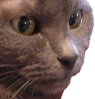 😐 cat, animal, domestic animal, pet telegram sticker