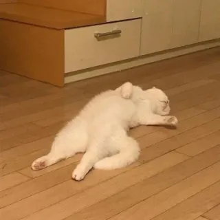 😾 猫, 白猫, 動物, ペット, 寝ている猫, リラックス telegram sticker