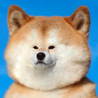 😶 dog, shiba inu, animal, cute, meme telegram sticker