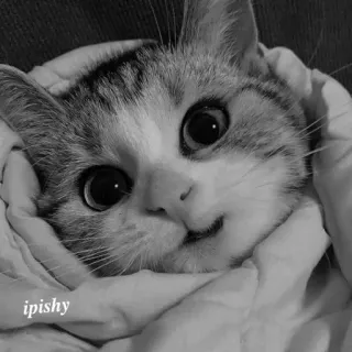 🕸 ipishy 猫, 小猫, 毯子, 可爱, 动物, 宠物, 舒适 telegram sticker