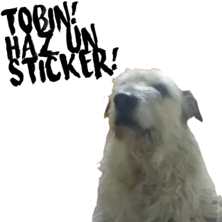 🐶 cane, animale, animale domestico, mammifero, animale da compagnia telegram sticker
