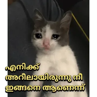 🥺 എനിക്ക് അറിയില്ലായിരുന്നു നീ ഇങ്ങനെ ആണെന്ന് kat, verdrietig, huilen, Malayalam, huisdier telegram sticker