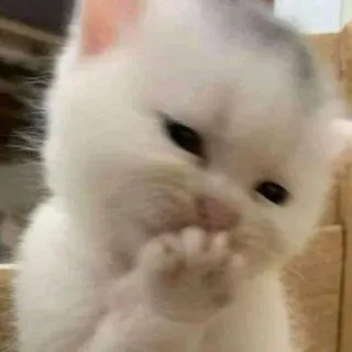 😊 gatto, gattino, carino, animale, animale domestico, bianco telegram sticker
