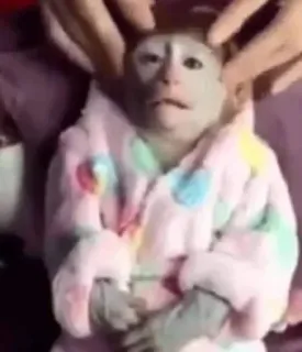 🙈 monkey, bathrobe, pet, animal, cute, rainbow telegram sticker