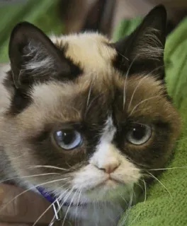 🙄 Grumpy Cat Katze, grummelig, Meme, Tier, Haustier, Katzenartig telegram sticker