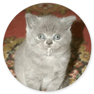 🤓 kitten, cat, cute, animal, pet whatsapp sticker