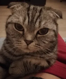 😾 cat, scottish fold, animal, pet, domestic cat, feline telegram sticker